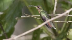 Rufous-breasted Hermit