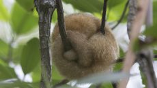 Silky Anteater