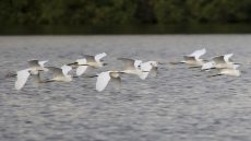 Snowy Egret flock