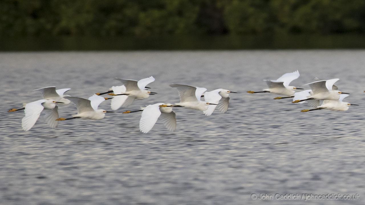 Snowy Egret flock