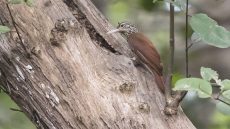 Straight-billed Woodcreeper