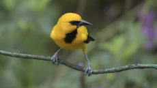 Yellow Oriole