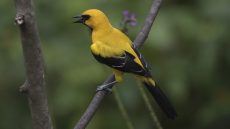 Yellow Oriole