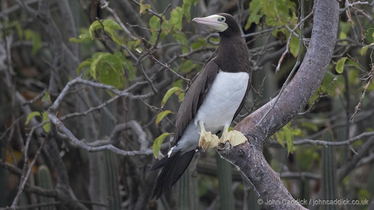 Adult female Brown Booby