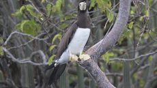Female Brown Booby