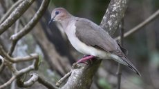 White-tipped Dove