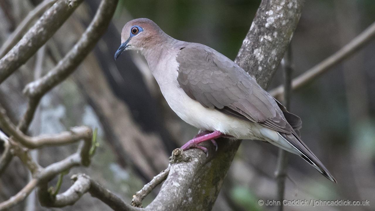 White-tipped Dove
