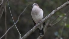 White-tipped Dove