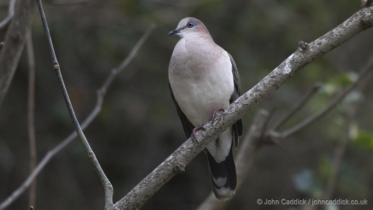 White-tipped Dove