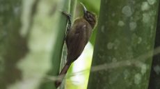 Plain-brown Woodcreeper