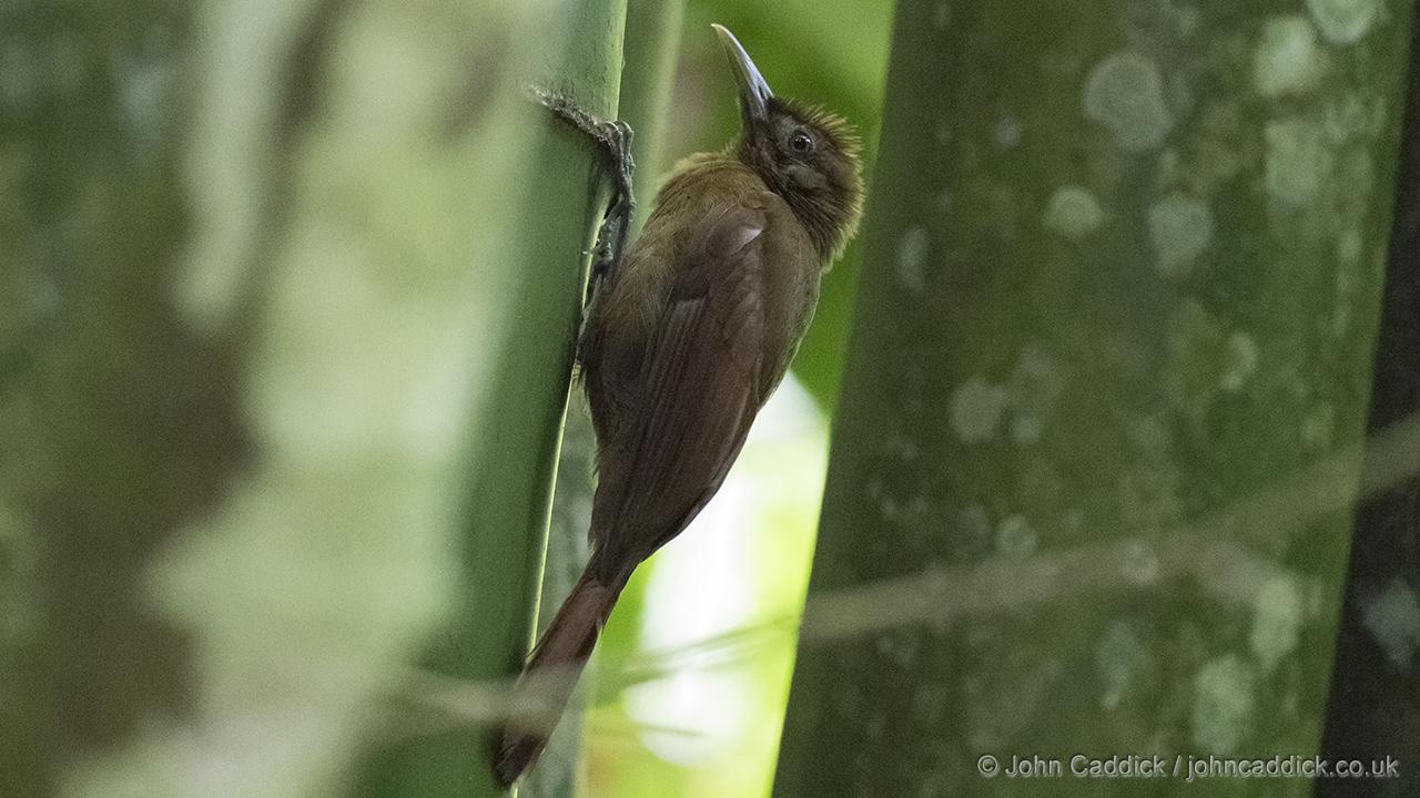 Plain-brown Woodcreeper