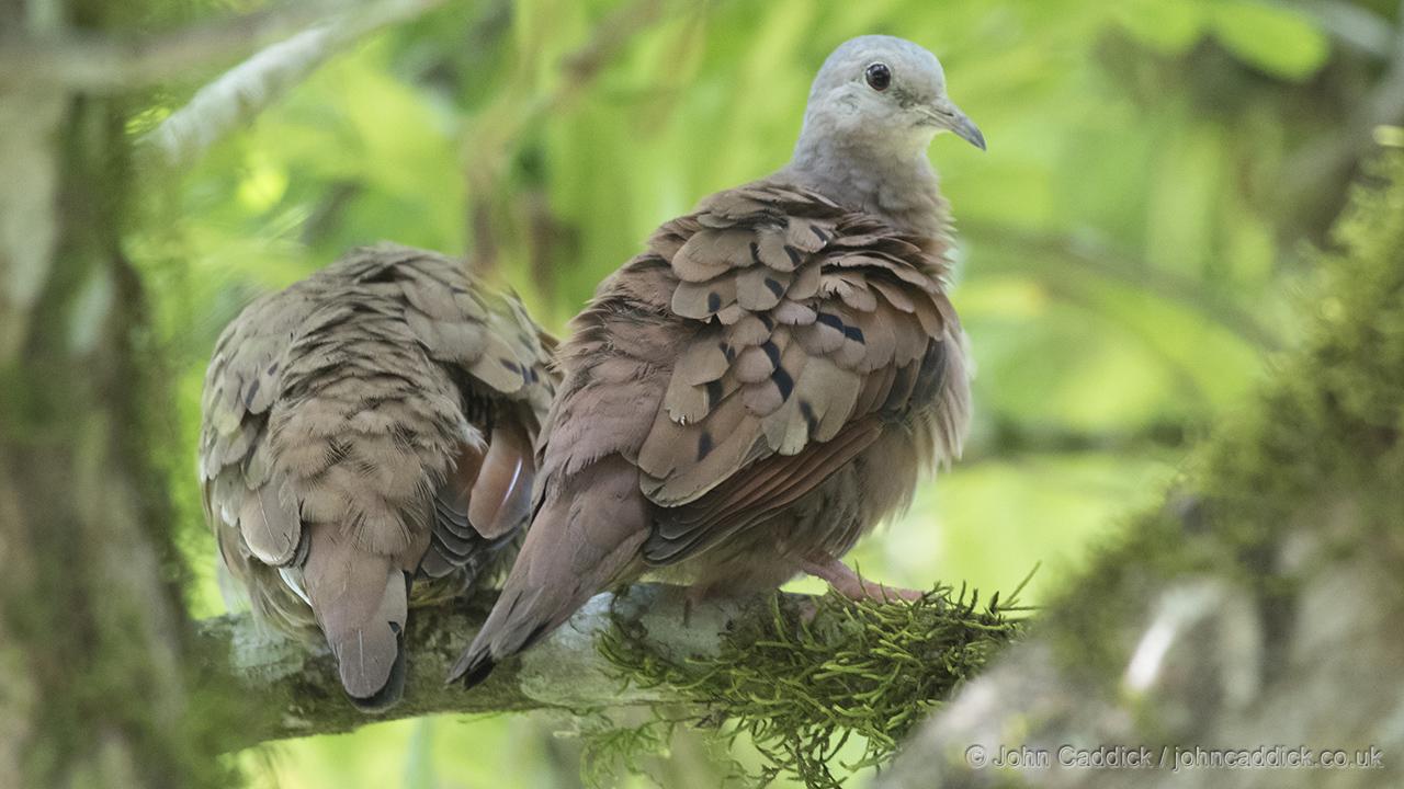 Ruddy Ground Dove
