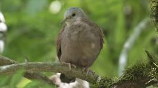 Ruddy Ground Dove
