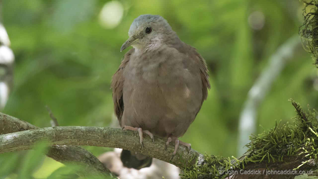 Ruddy Ground Dove