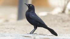 Carib Grackle