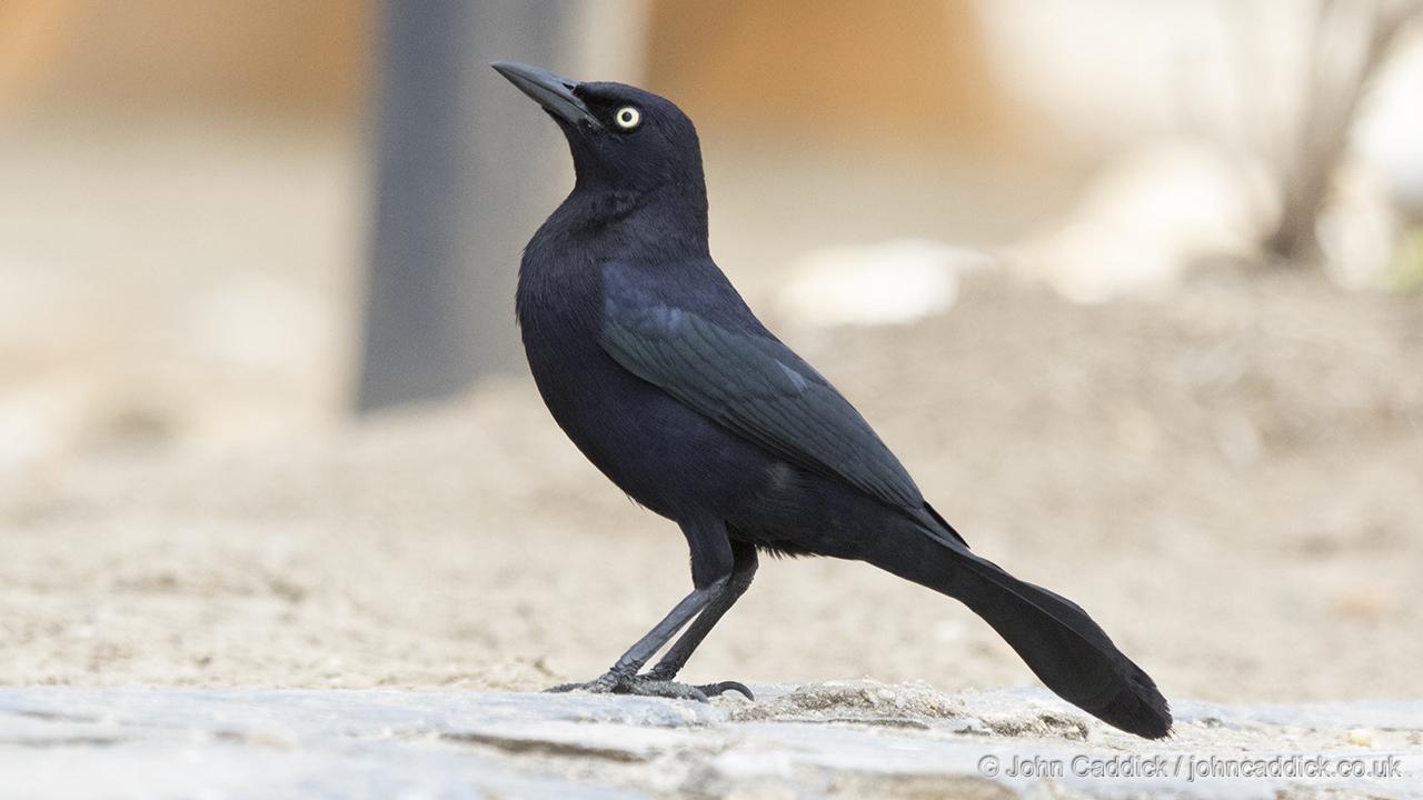 Carib Grackle