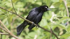 Carib Grackle