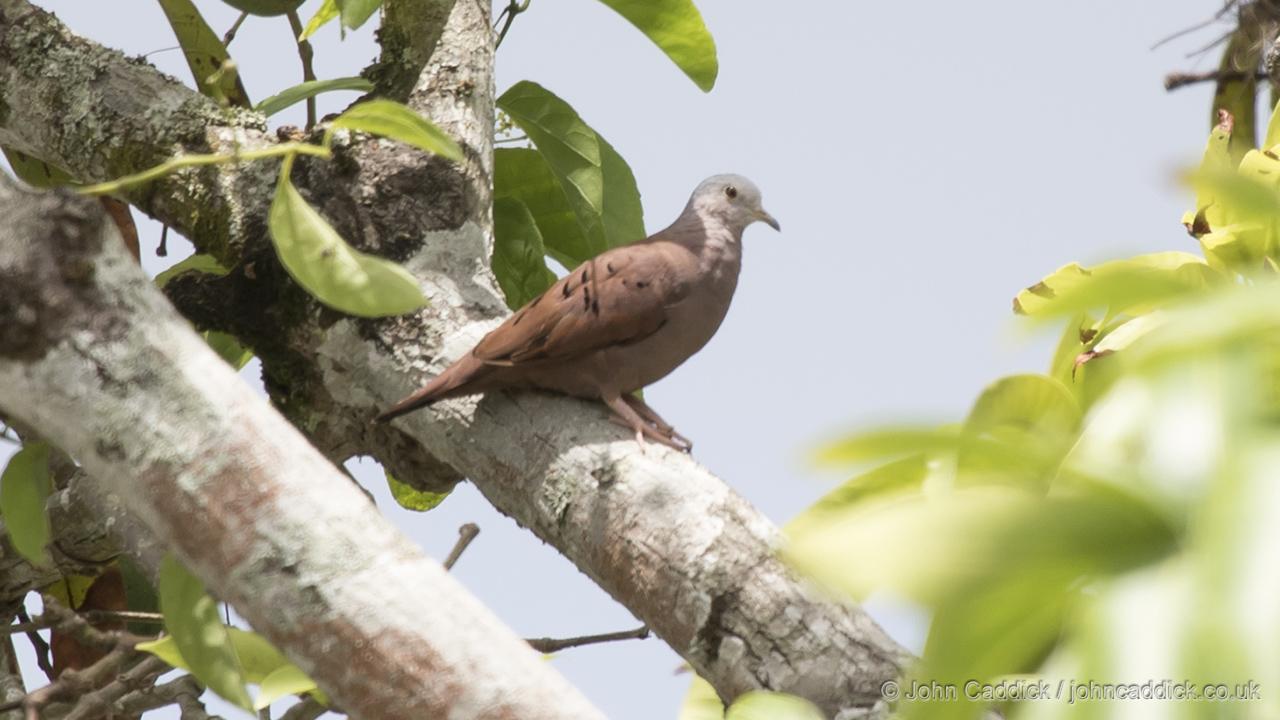 Ruddy Ground Dove