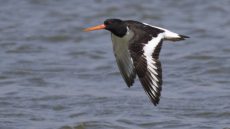 Eurasian Oystercatcher