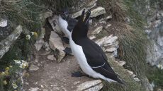 Razorbill
