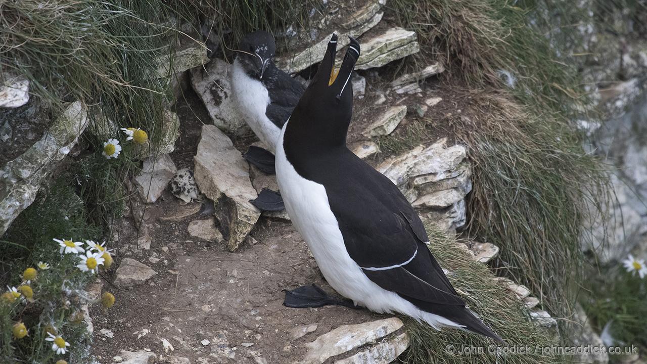 Razorbill