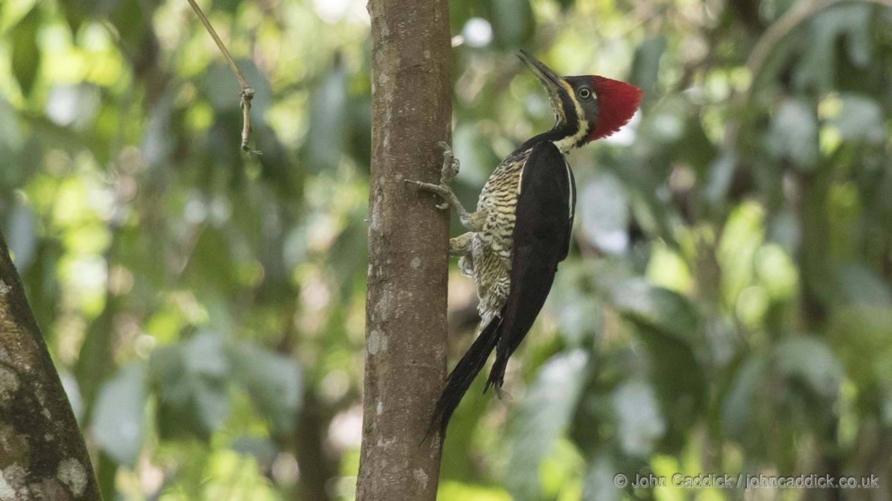 Female Lineated Woodpecker
