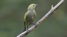 Adult Palm Tanager