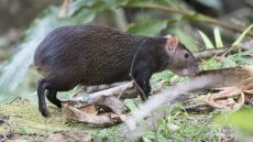 Red-rumped Agouti