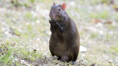 Red-rumped Agouti