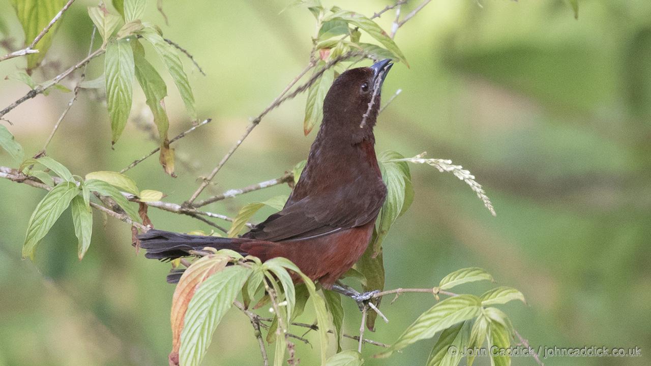 Female Silver-beaked Tanager
