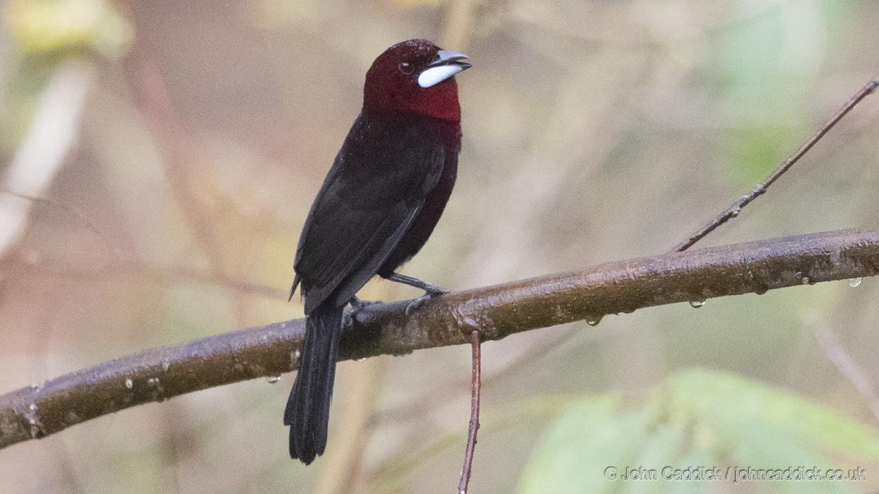 Male Silver-beaked Tanager