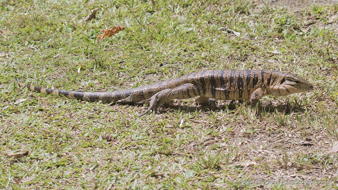 Tegu Lizard