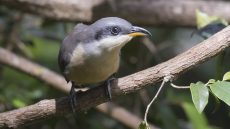 Mangrove Cuckoo