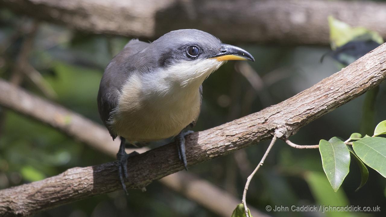 Mangrove Cuckoo