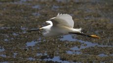 Snowy Egret