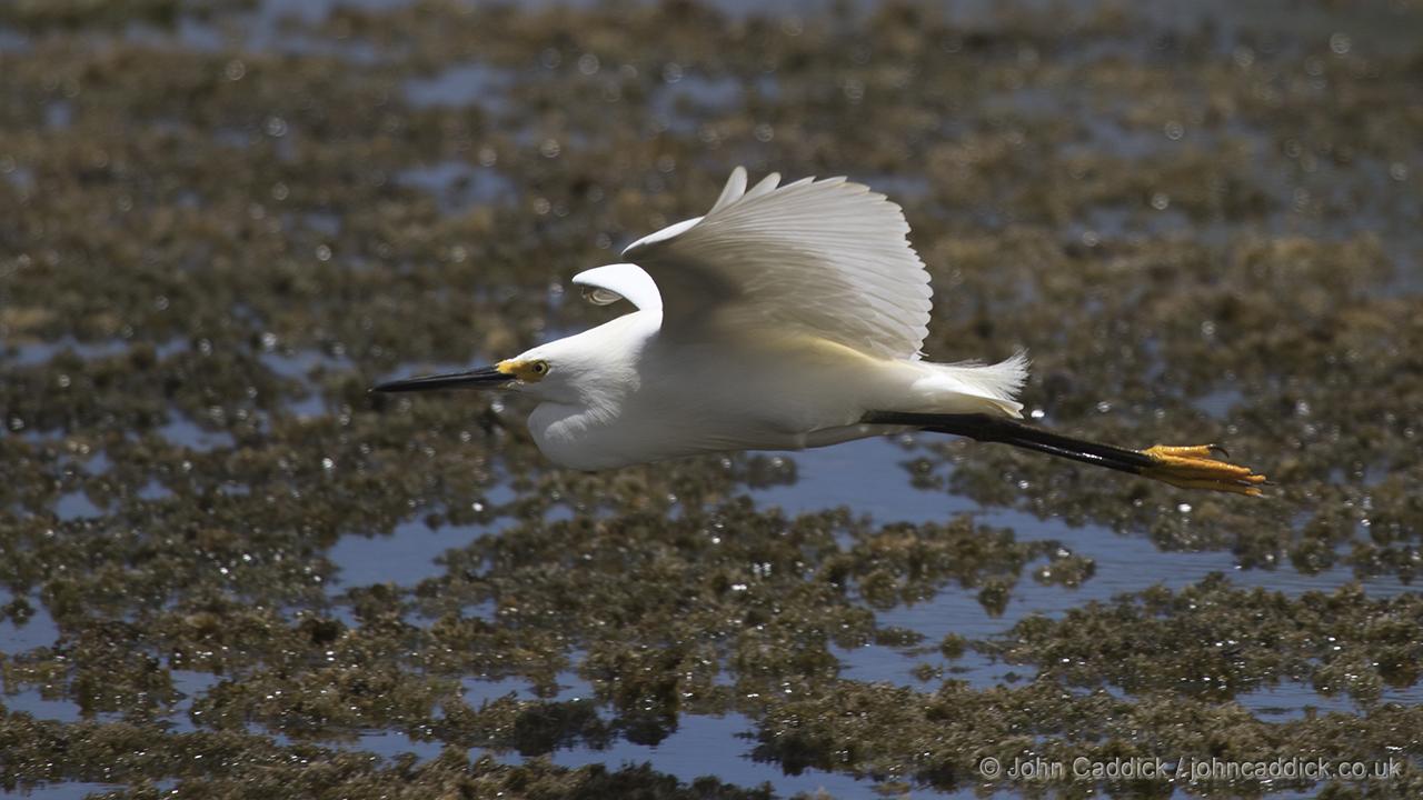 Snowy Egret