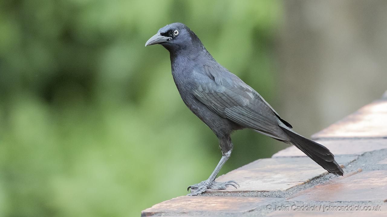 Carib Grackle John Caddick John Caddick