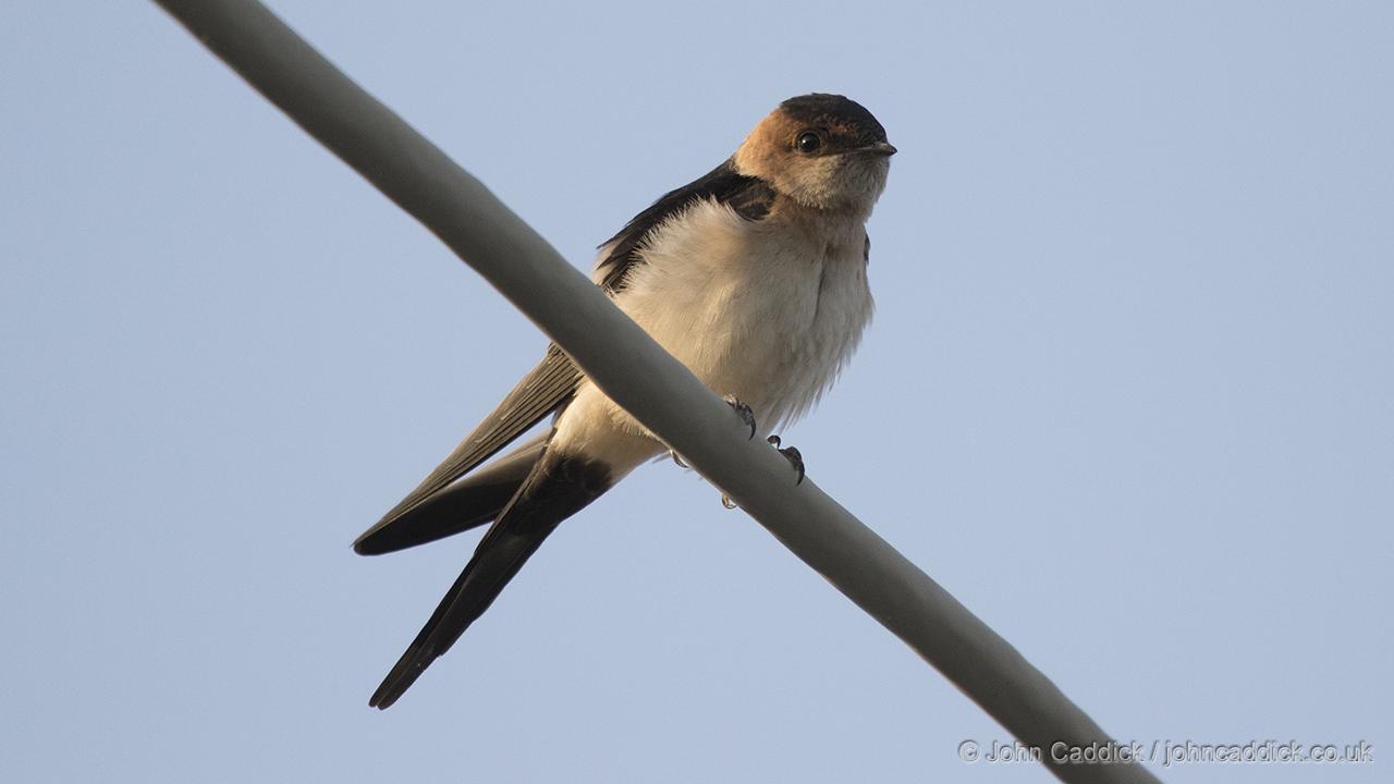 Adult Red-rumped Swallow