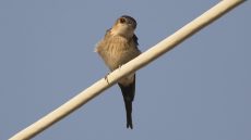 Juvenile Red-rumped Swallow