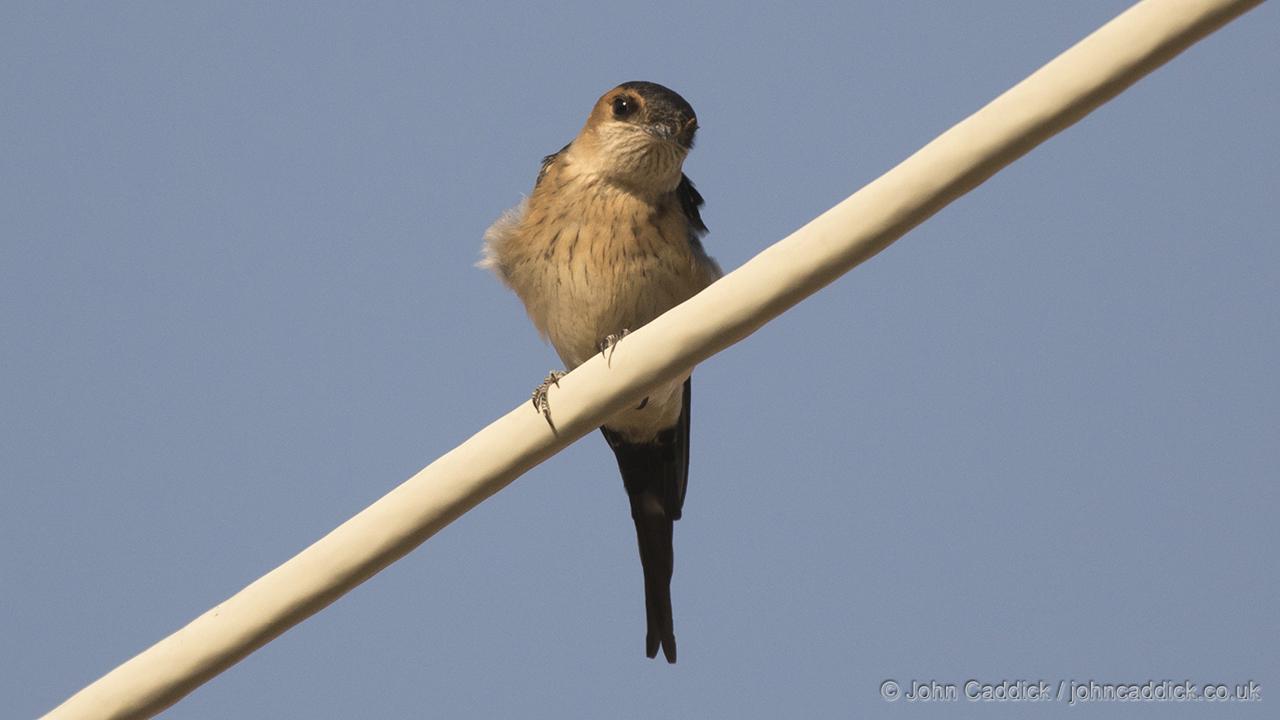 Juvenile Red-rumped Swallow