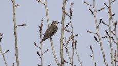 Juvenile Spotted Flycatcher