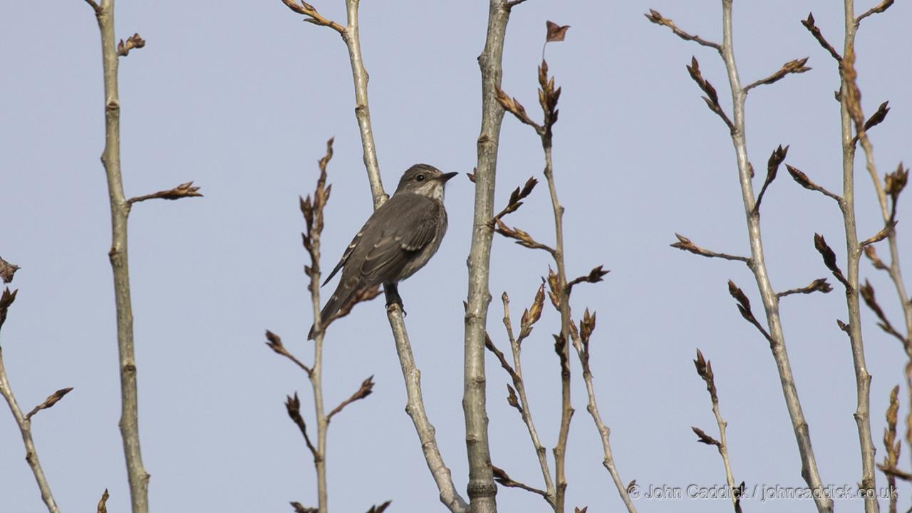 Juvenile Spotted Flycatcher