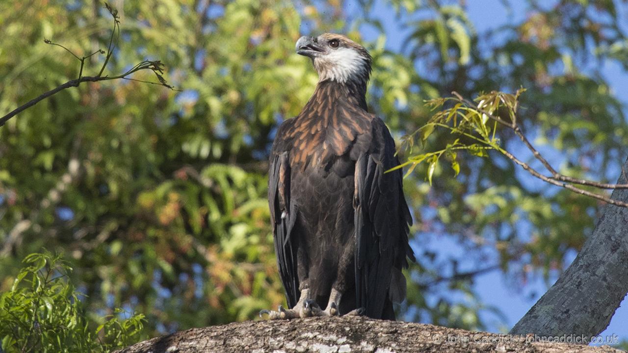 Madagascar Fish Eagle