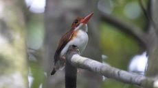 Madagascar Pygmy Kingfisher