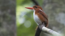 Madagascar Pygmy Kingfisher