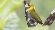 Nelicourvi Weaver female