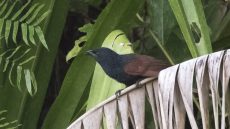 Malagasy Coucal