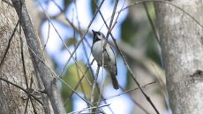Red-tailed Vanga male