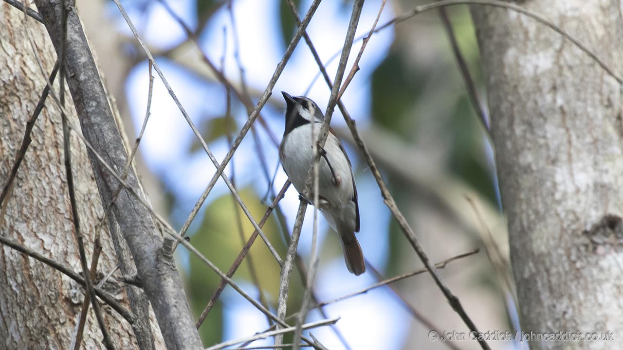Red-tailed Vanga male