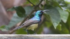 Souimanga Sunbird male
